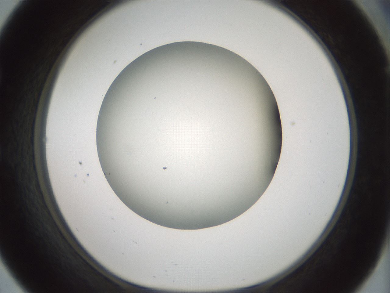 folderID365_plateID1365_batchID4729_wellNum57_profileID1_d1_r82824_ef.jpg
