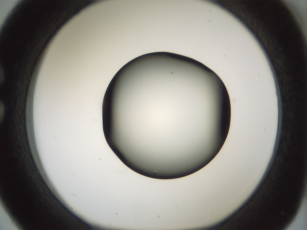 folderID365_plateID1365_batchID4729_wellNum26_profileID1_d1_r82793_ef.jpg