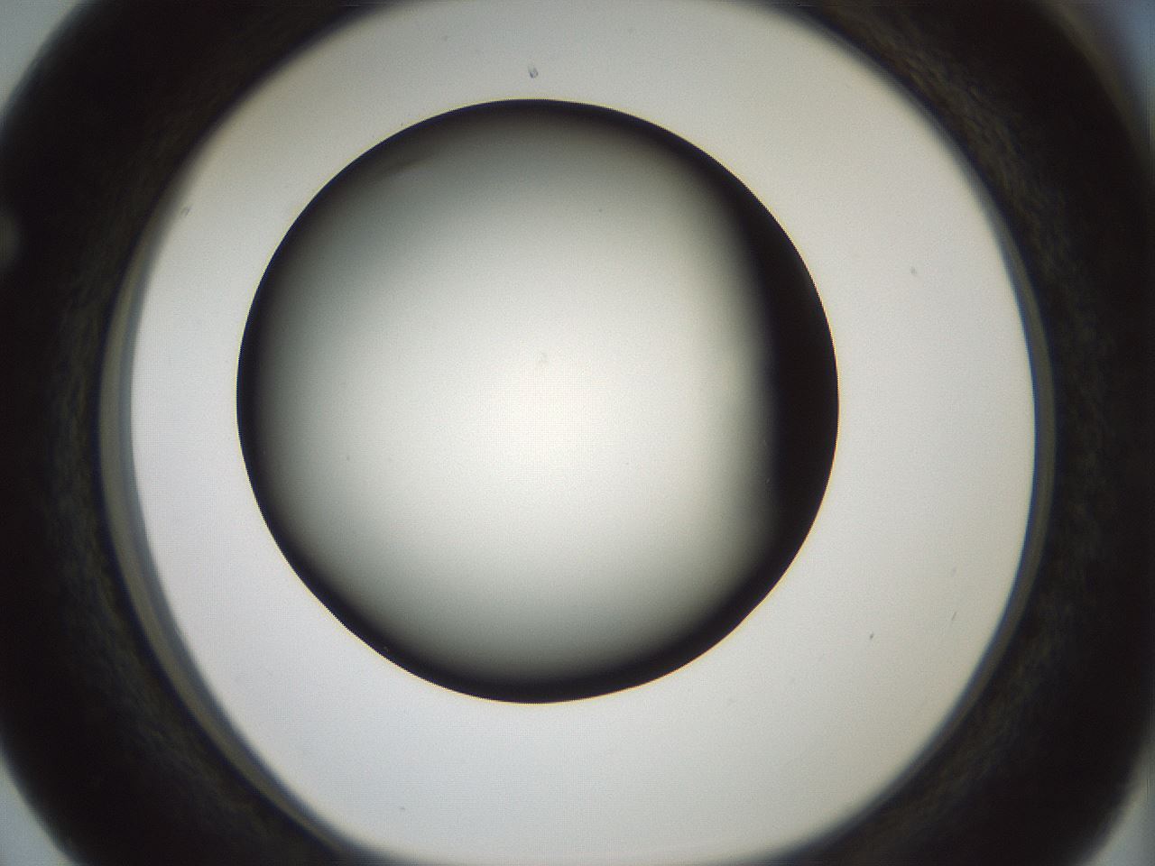 folderID365_plateID1365_batchID4729_wellNum63_profileID1_d1_r82830_ef.jpg