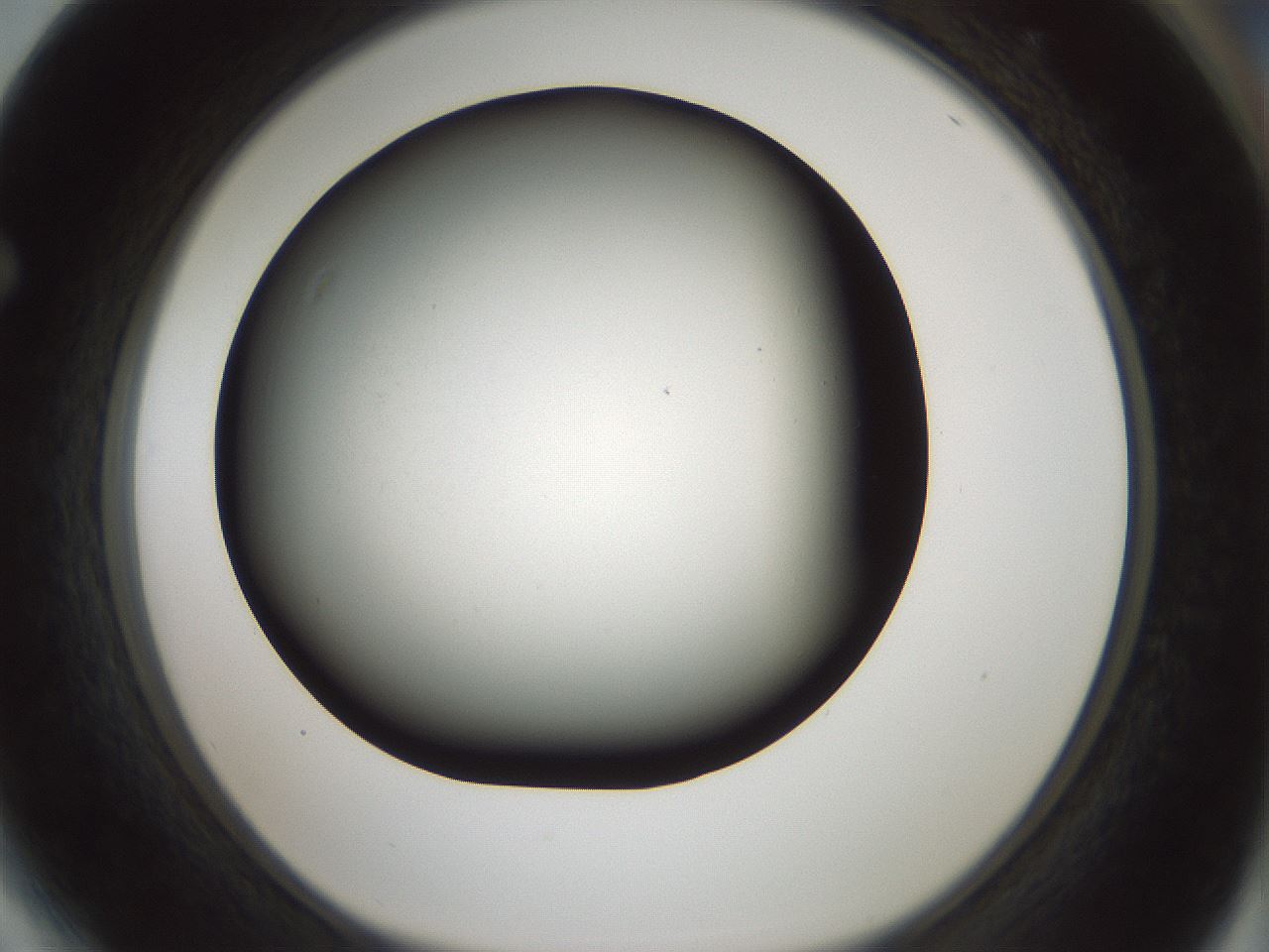 folderID365_plateID1365_batchID4729_wellNum64_profileID1_d1_r82831_ef.jpg