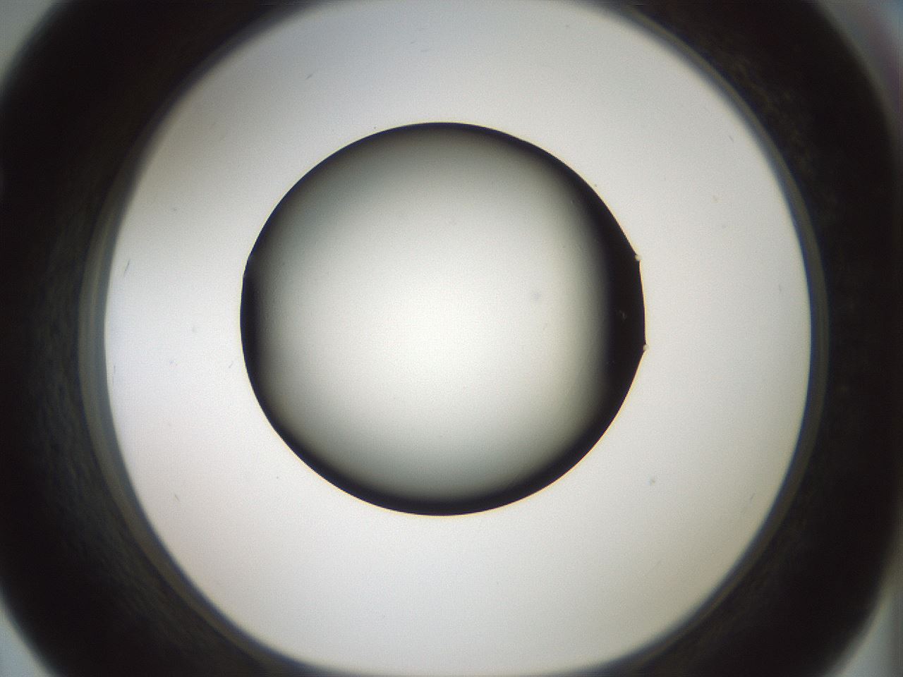 folderID365_plateID1365_batchID4729_wellNum67_profileID1_d1_r82834_ef.jpg