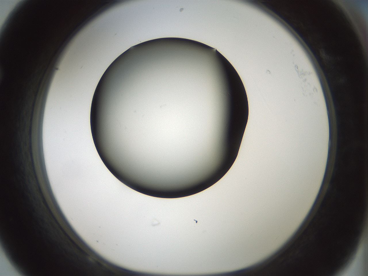 folderID365_plateID1365_batchID4729_wellNum68_profileID1_d1_r82835_ef.jpg
