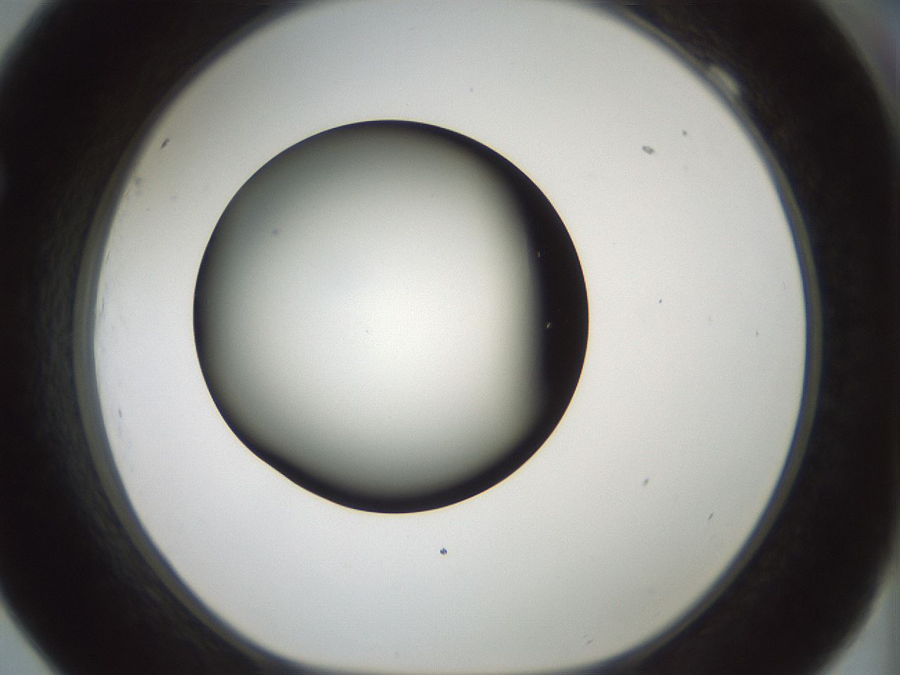 folderID365_plateID1365_batchID4729_wellNum69_profileID1_d1_r82836_ef.jpg