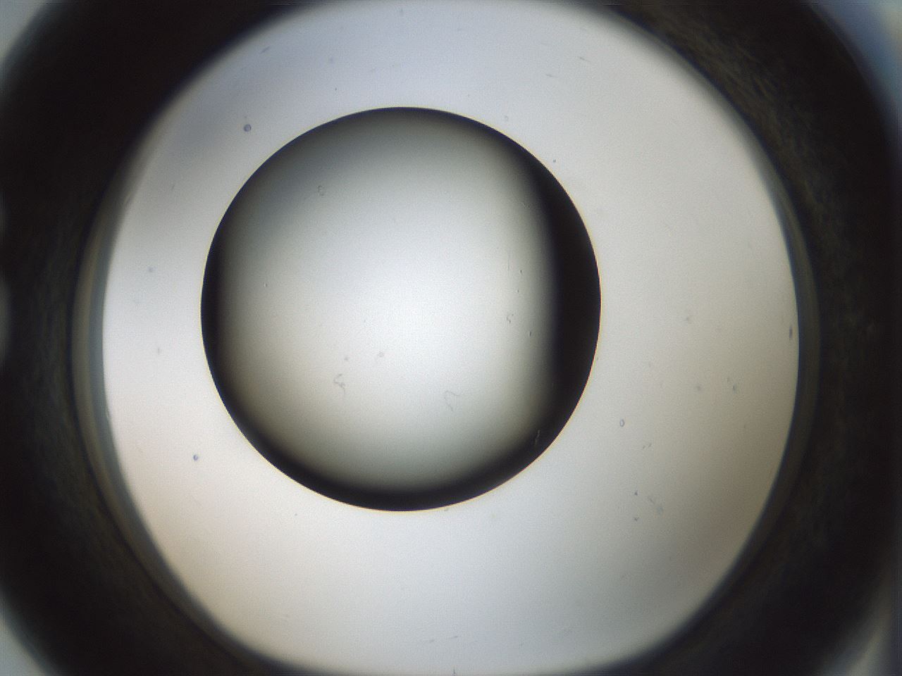 folderID365_plateID1365_batchID4729_wellNum80_profileID1_d1_r82847_ef.jpg