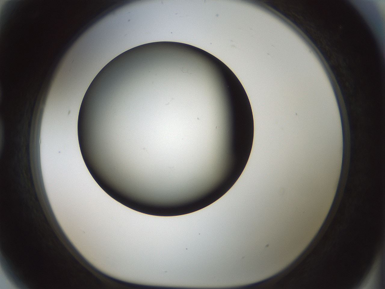 folderID365_plateID1365_batchID4729_wellNum81_profileID1_d1_r82848_ef.jpg