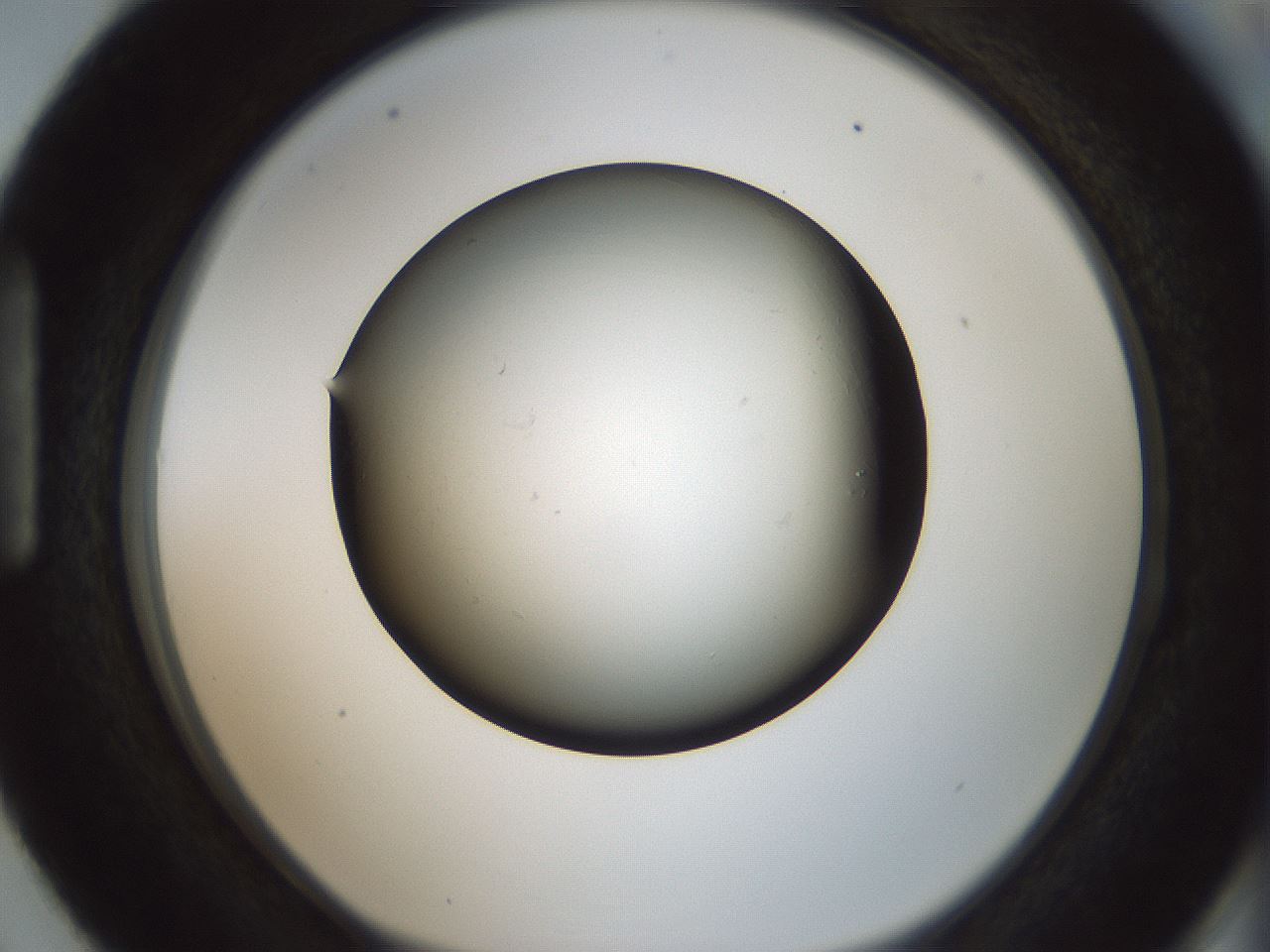 folderID365_plateID1365_batchID4729_wellNum87_profileID1_d1_r82854_ef.jpg