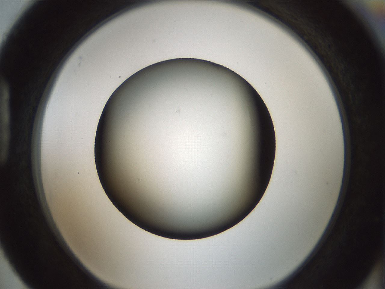 folderID365_plateID1365_batchID4729_wellNum88_profileID1_d1_r82855_ef.jpg