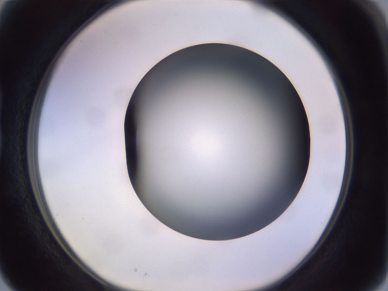 folderID366_plateID1366_batchID4730_wellNum15_profileID1_d1_r82878_ef.jpg