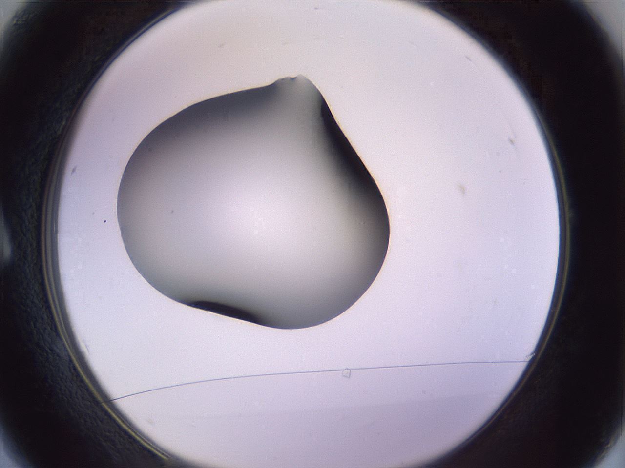 folderID366_plateID1366_batchID4730_wellNum1_profileID1_d1_r82864_ef.jpg