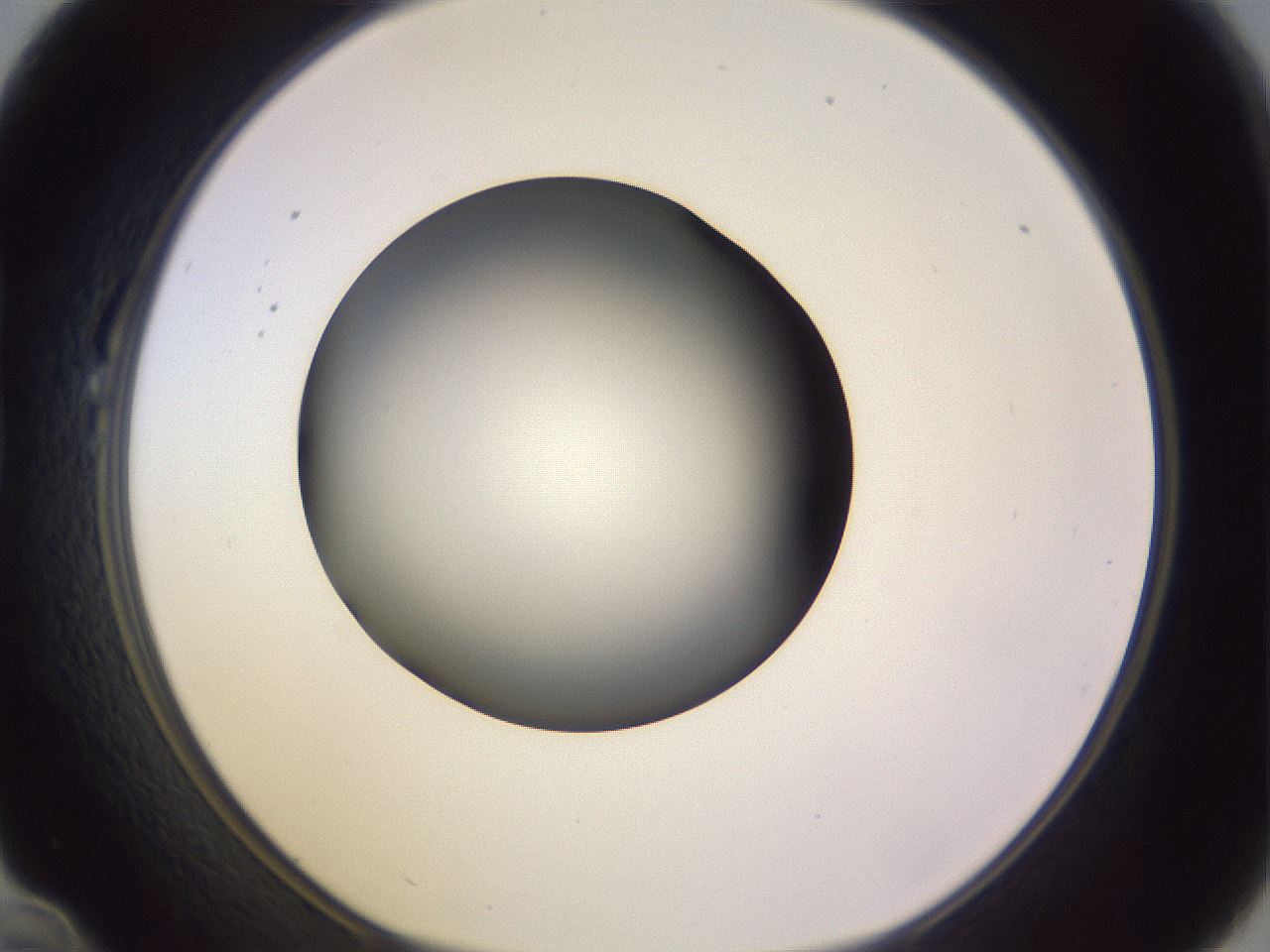 folderID366_plateID1366_batchID4730_wellNum22_profileID1_d1_r82885_ef.jpg