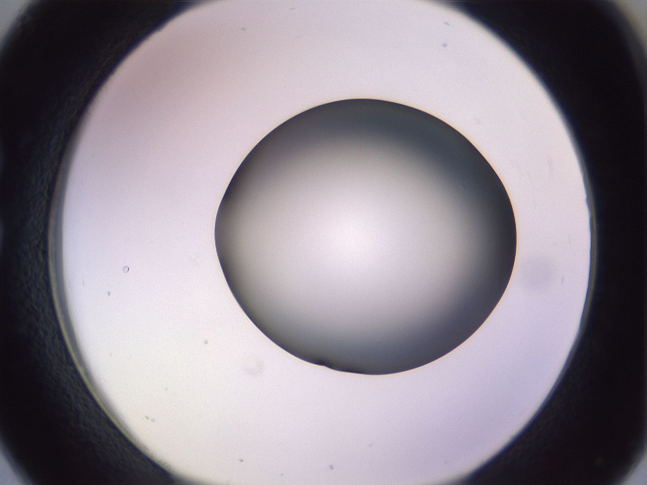 folderID366_plateID1366_batchID4730_wellNum26_profileID1_d1_r82889_ef.jpg