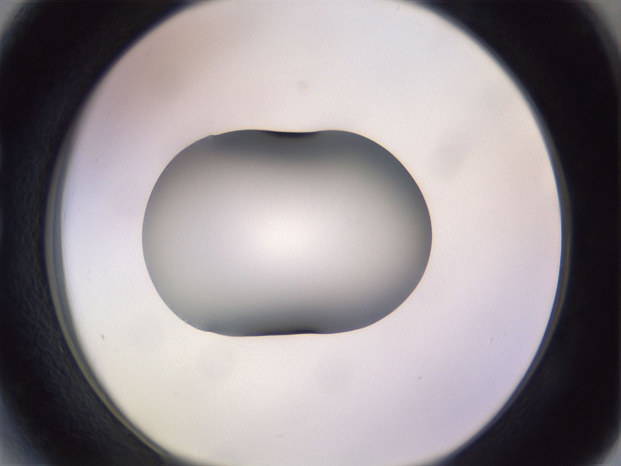 folderID366_plateID1366_batchID4730_wellNum27_profileID1_d1_r82890_ef.jpg