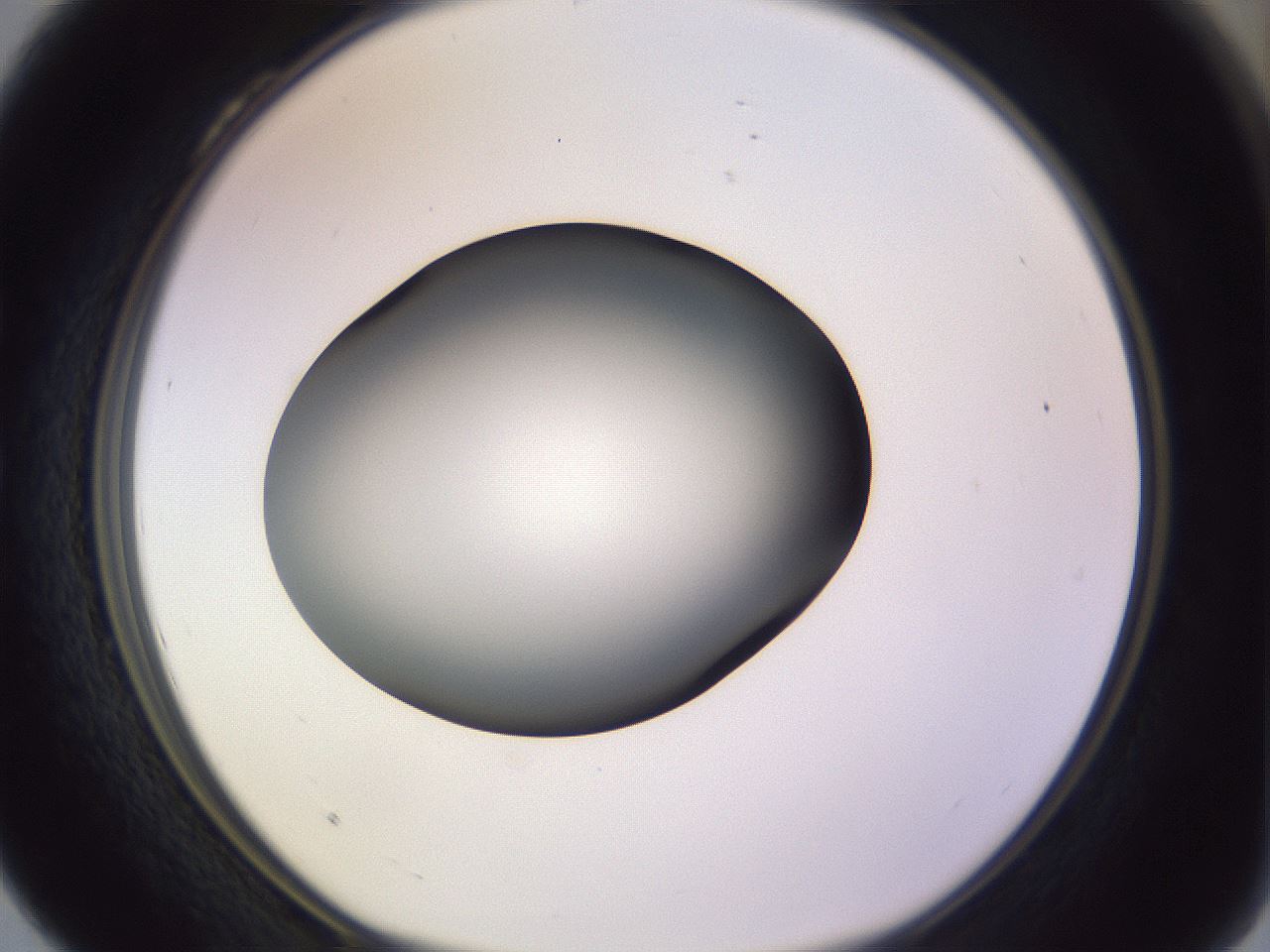 folderID366_plateID1366_batchID4730_wellNum28_profileID1_d1_r82891_ef.jpg