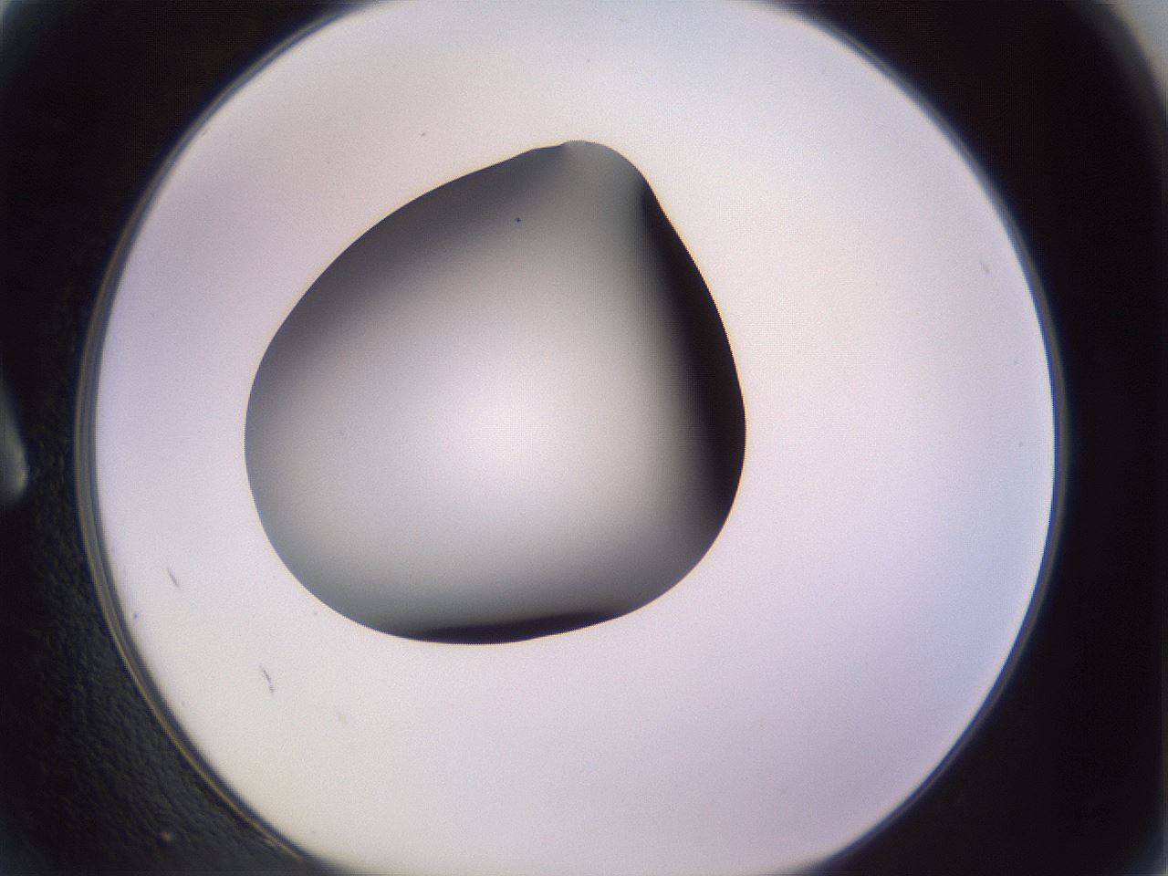 folderID366_plateID1366_batchID4730_wellNum2_profileID1_d1_r82865_ef.jpg