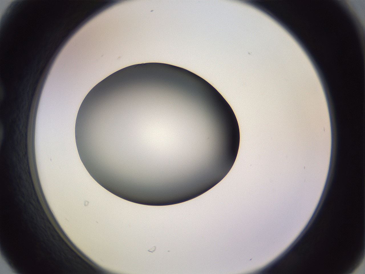folderID366_plateID1366_batchID4730_wellNum30_profileID1_d1_r82893_ef.jpg