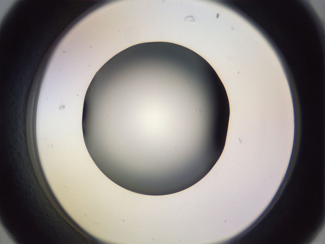 folderID366_plateID1366_batchID4730_wellNum31_profileID1_d1_r82894_ef.jpg