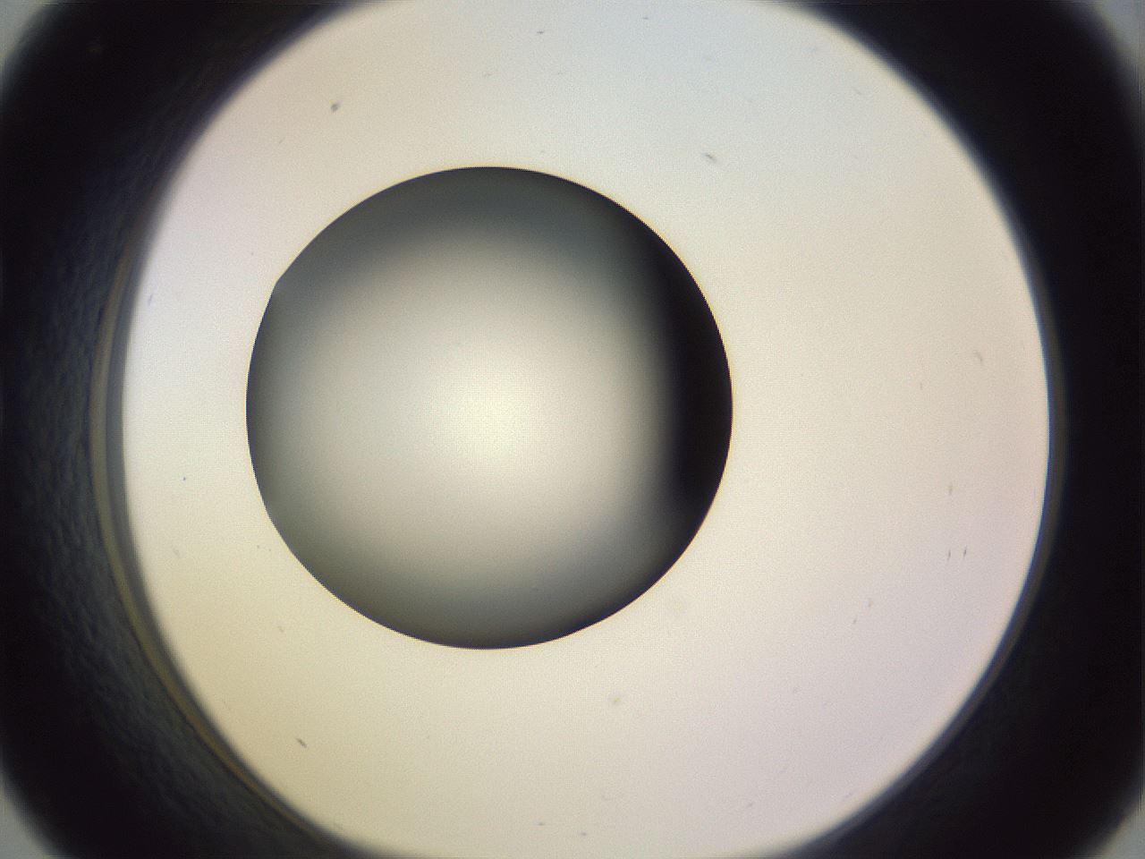 folderID366_plateID1366_batchID4730_wellNum33_profileID1_d1_r82896_ef.jpg