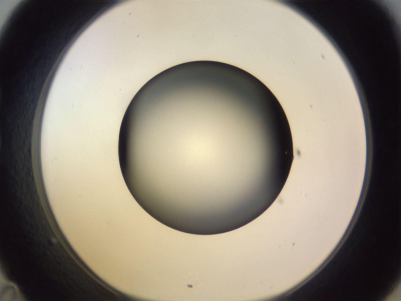 folderID366_plateID1366_batchID4730_wellNum35_profileID1_d1_r82898_ef.jpg