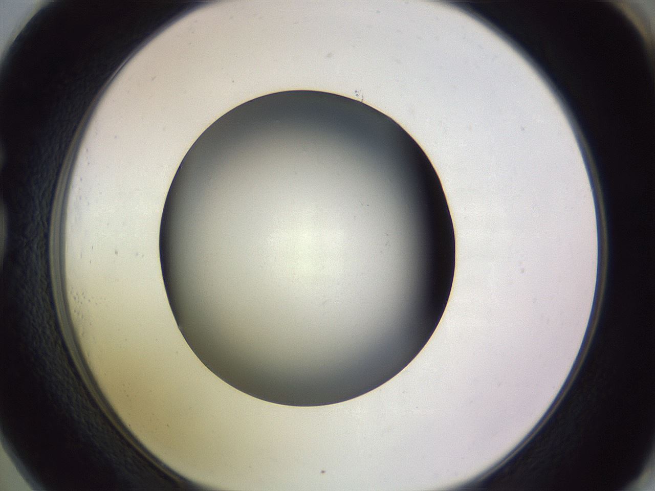 folderID366_plateID1366_batchID4730_wellNum73_profileID1_d1_r82936_ef.jpg