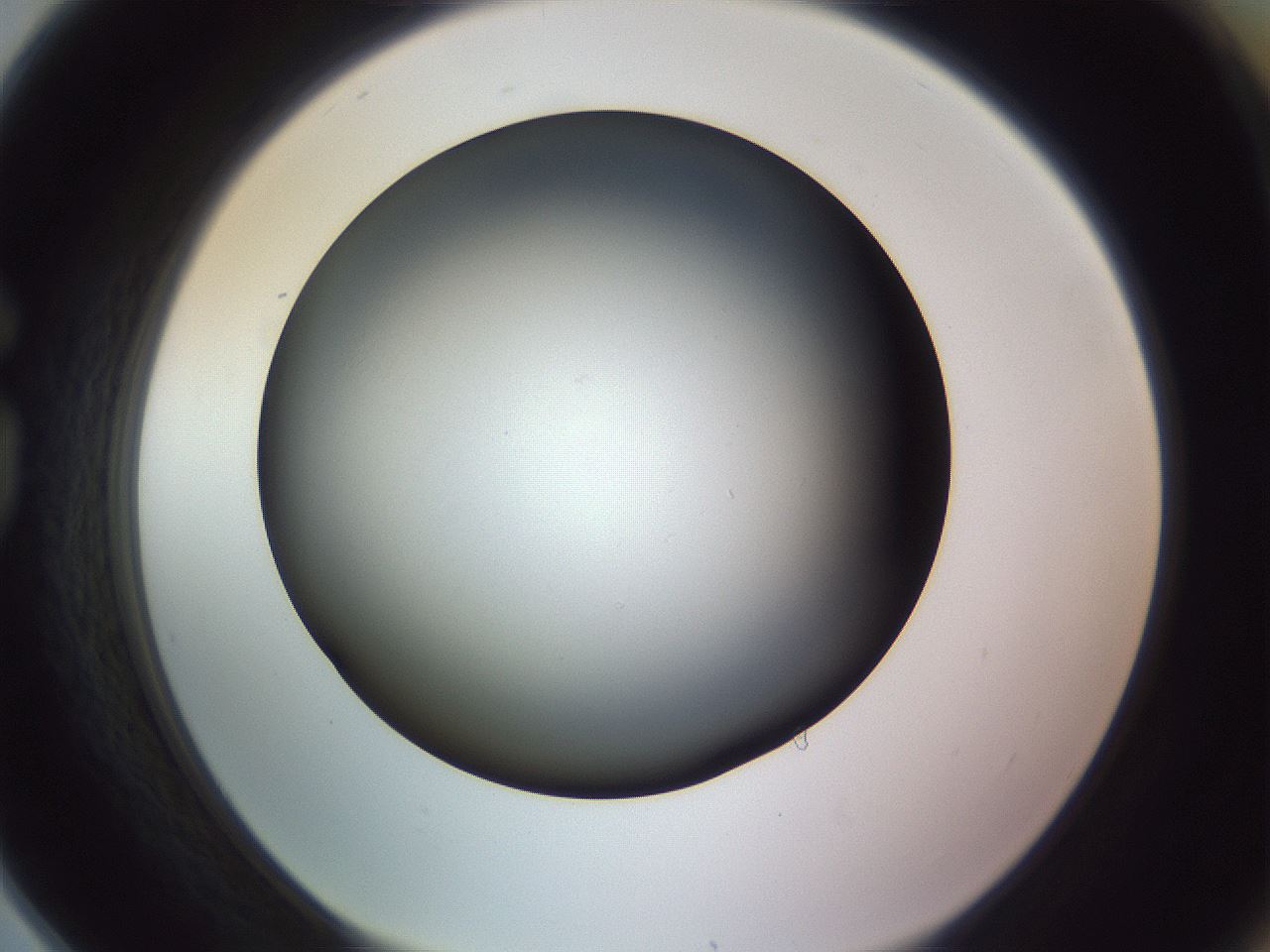 folderID366_plateID1366_batchID4730_wellNum78_profileID1_d1_r82941_ef.jpg