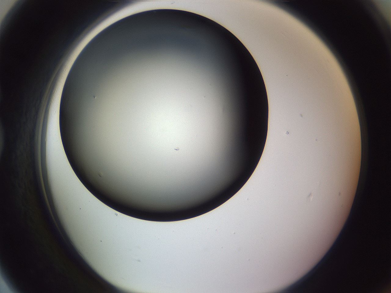 folderID366_plateID1366_batchID4730_wellNum79_profileID1_d1_r82942_ef.jpg