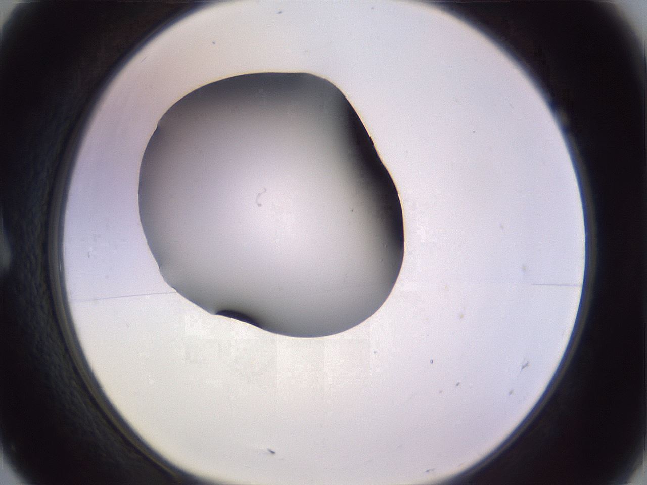 folderID366_plateID1366_batchID4730_wellNum7_profileID1_d1_r82870_ef.jpg