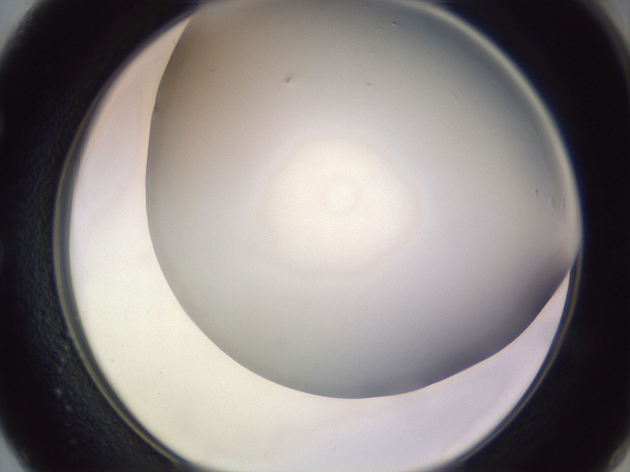 folderID366_plateID1366_batchID4730_wellNum50_profileID1_d1_r82913_ef.jpg
