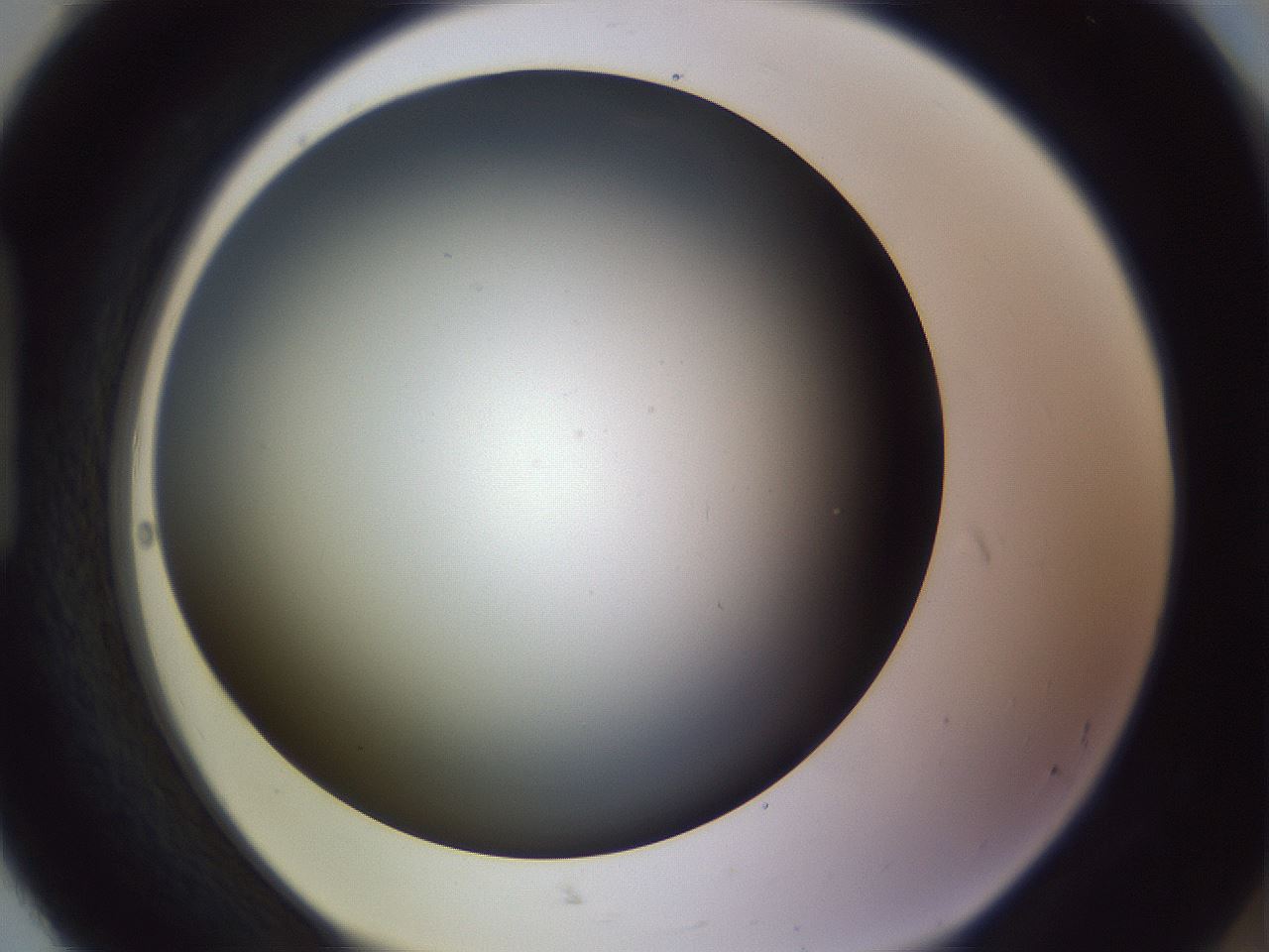 folderID366_plateID1366_batchID4730_wellNum92_profileID1_d1_r82955_ef.jpg
