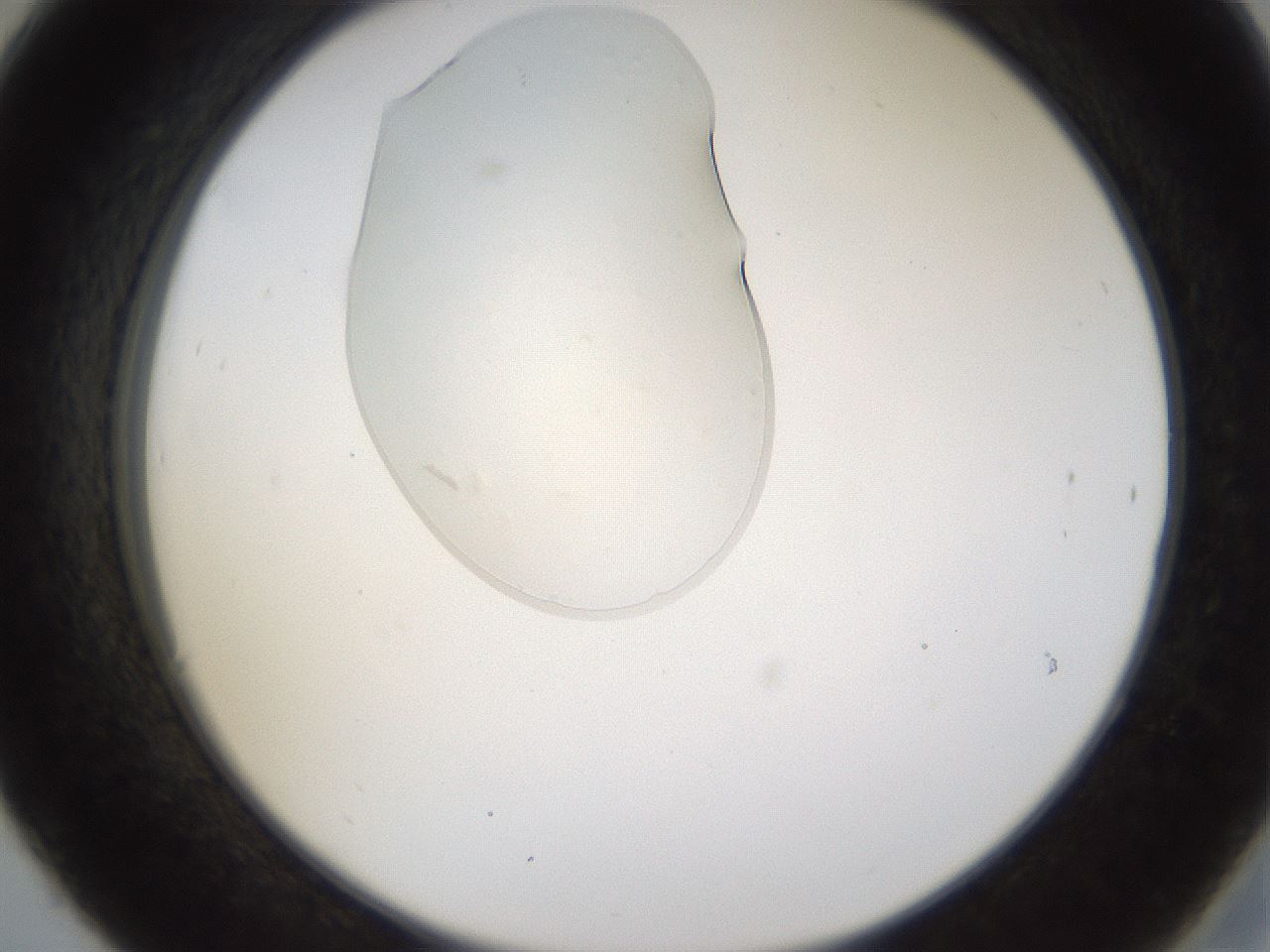 folderID367_plateID1367_batchID4732_wellNum30_profileID1_d2_r83019_ef.jpg