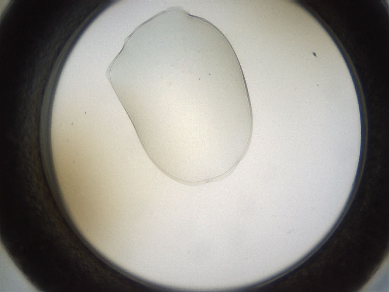 folderID367_plateID1367_batchID4732_wellNum57_profileID1_d2_r83073_ef.jpg