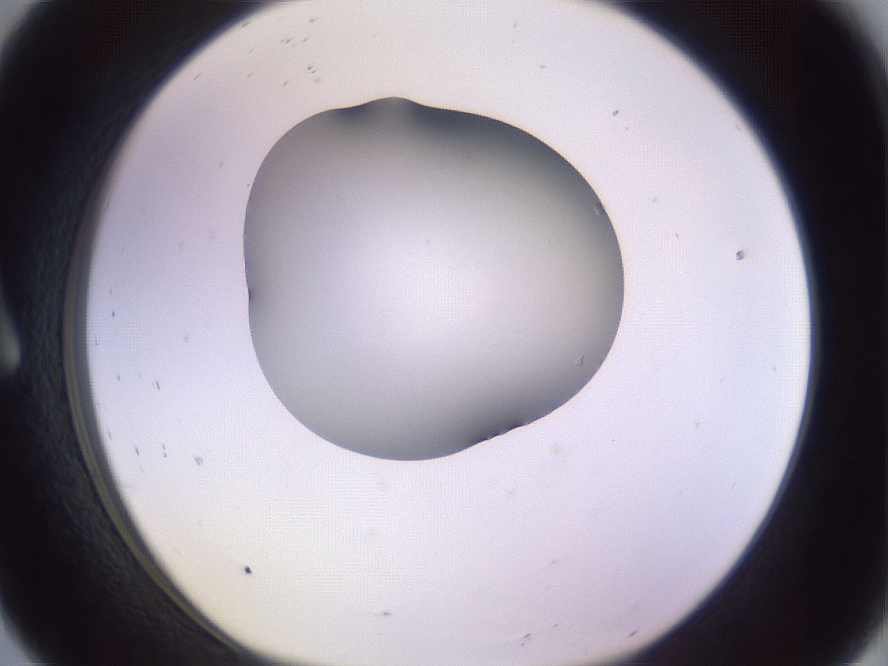 folderID366_plateID1366_batchID4730_wellNum8_profileID1_d1_r82871_ef.jpg