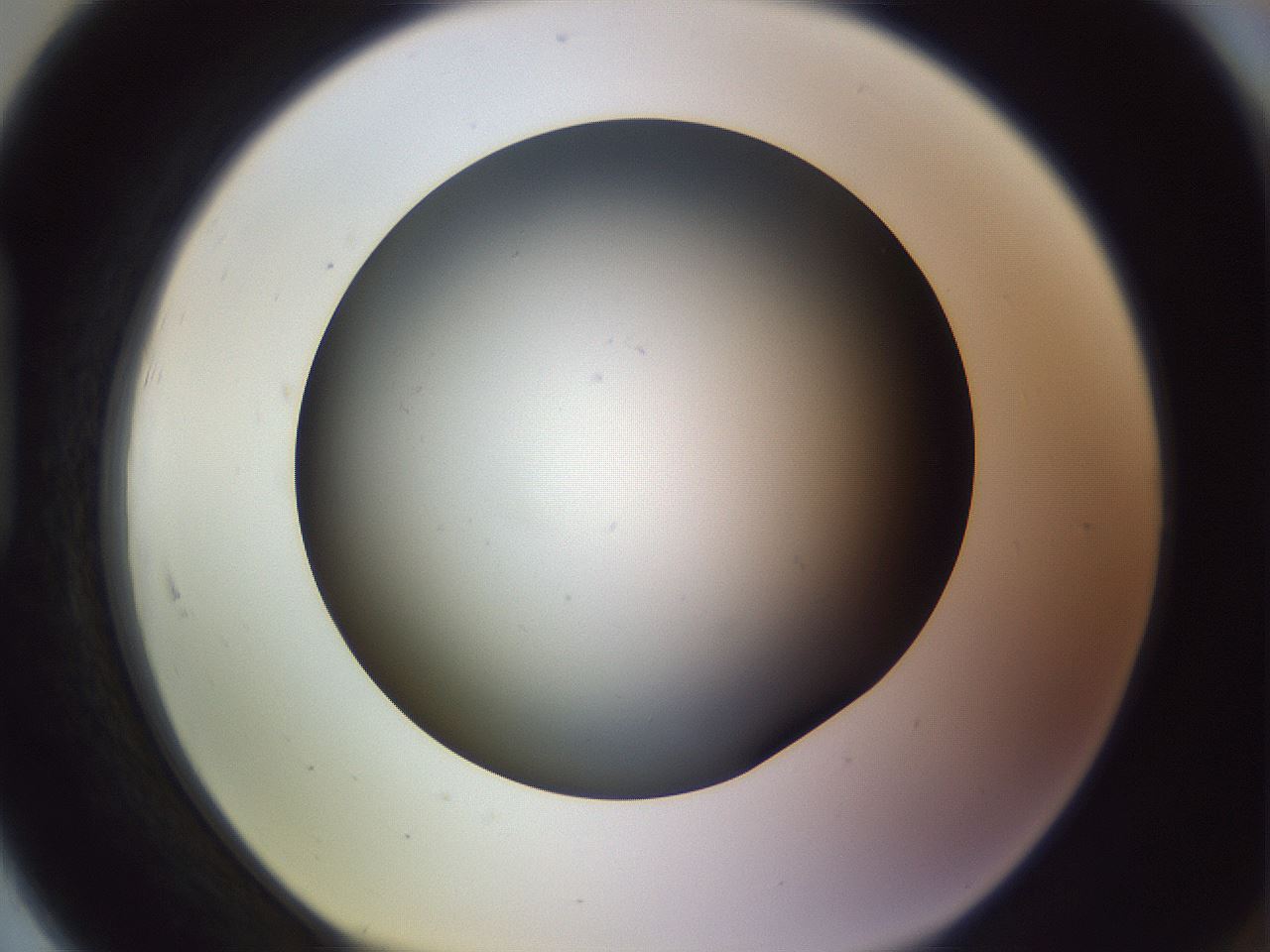 folderID366_plateID1366_batchID4730_wellNum91_profileID1_d1_r82954_ef.jpg