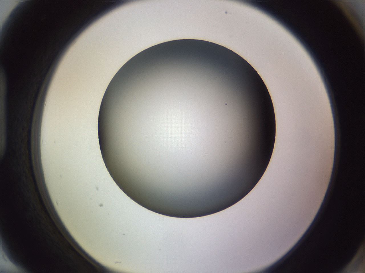 folderID366_plateID1366_batchID4730_wellNum94_profileID1_d1_r82957_ef.jpg