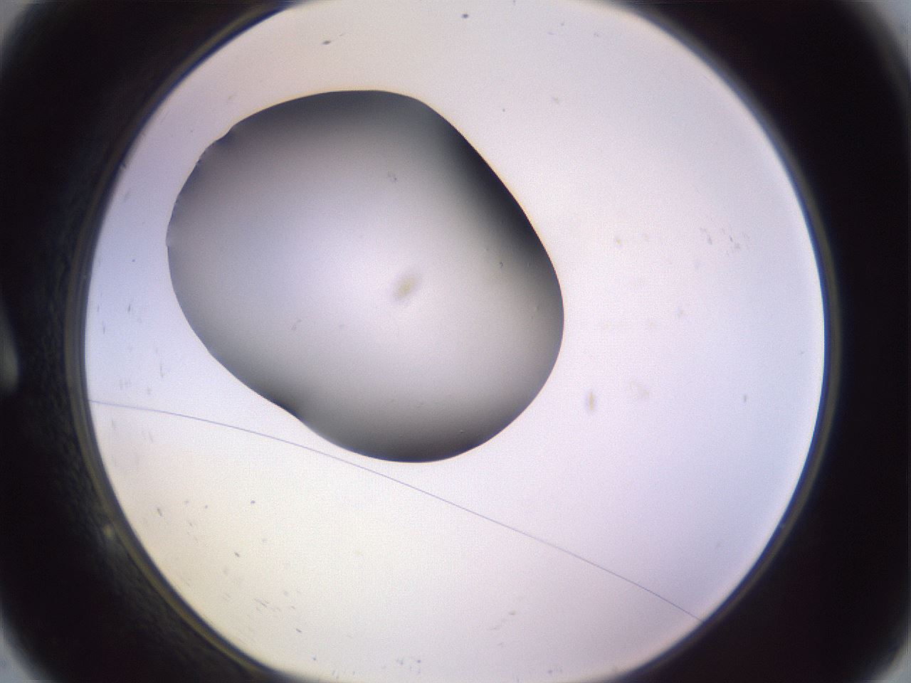 folderID366_plateID1366_batchID4730_wellNum9_profileID1_d1_r82872_ef.jpg