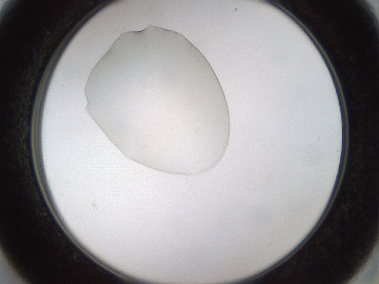 folderID367_plateID1367_batchID4732_wellNum13_profileID1_d2_r82985_ef.jpg
