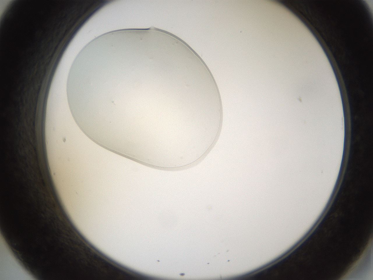 folderID367_plateID1367_batchID4732_wellNum20_profileID1_d2_r82999_ef.jpg