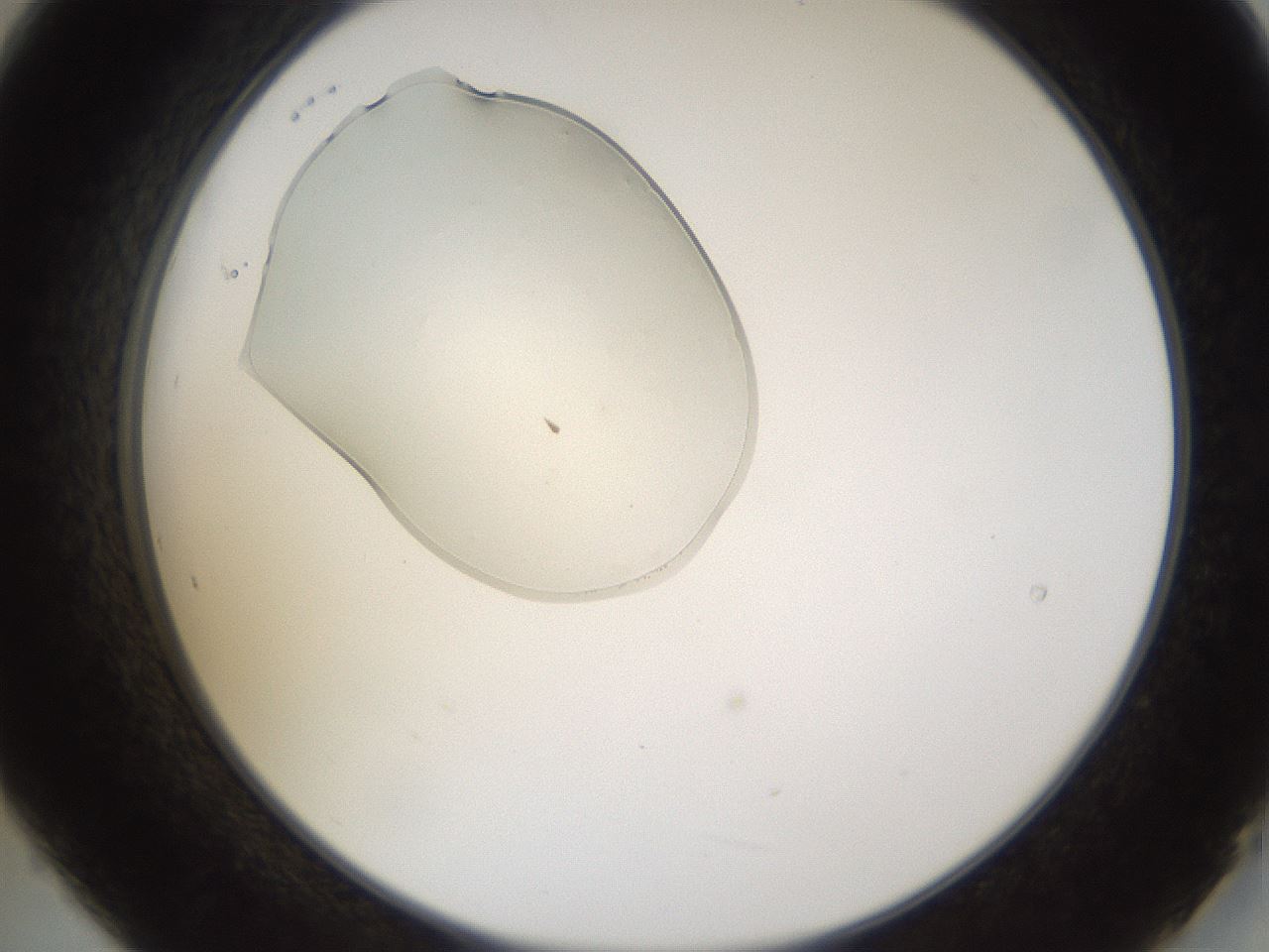 folderID367_plateID1367_batchID4732_wellNum21_profileID1_d2_r83001_ef.jpg