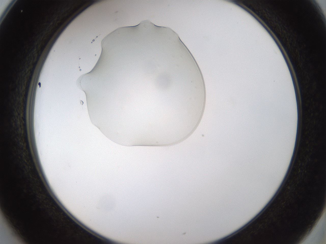 folderID367_plateID1367_batchID4732_wellNum25_profileID1_d2_r83009_ef.jpg