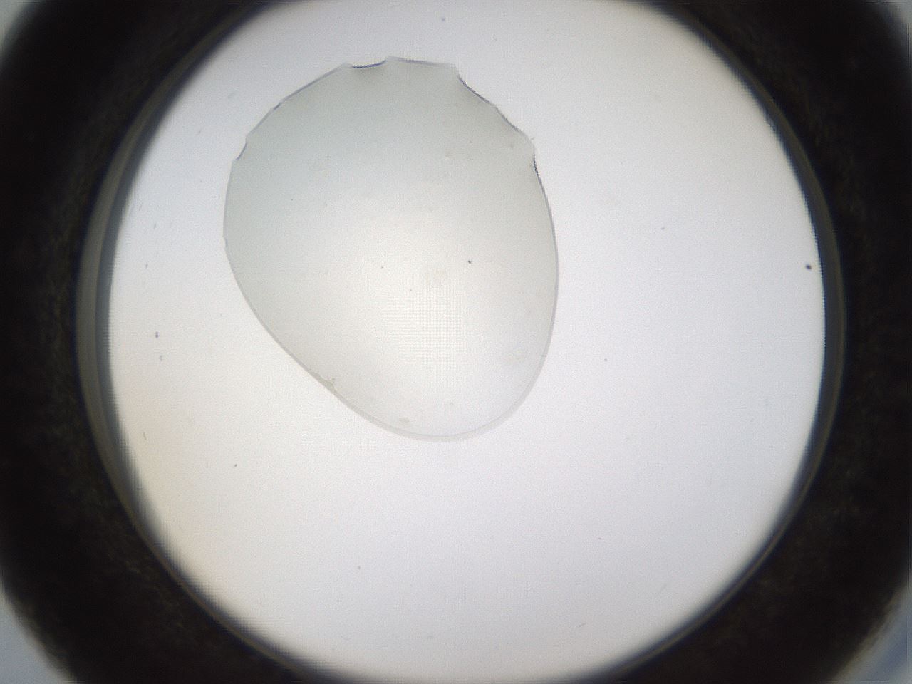 folderID367_plateID1367_batchID4732_wellNum27_profileID1_d2_r83013_ef.jpg