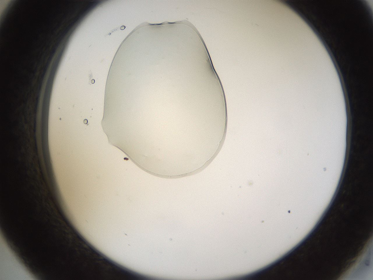 folderID367_plateID1367_batchID4732_wellNum33_profileID1_d2_r83025_ef.jpg