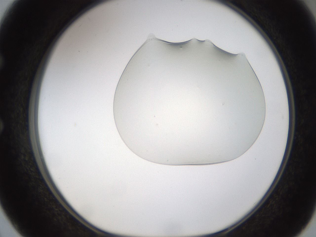 folderID367_plateID1367_batchID4732_wellNum50_profileID1_d1_r83058_ef.jpg
