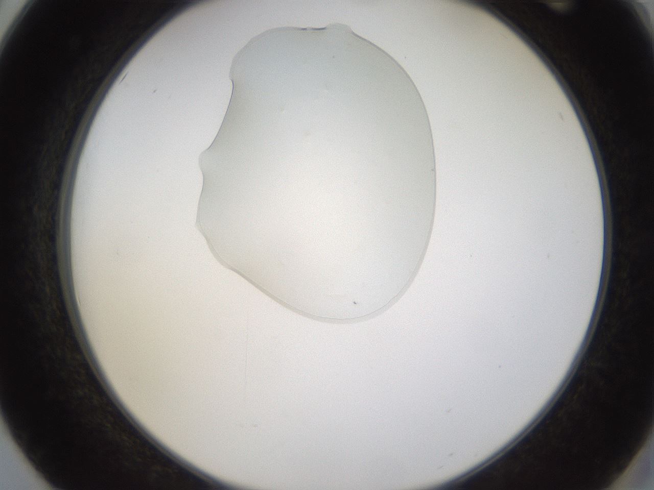 folderID367_plateID1367_batchID4732_wellNum50_profileID1_d2_r83059_ef.jpg