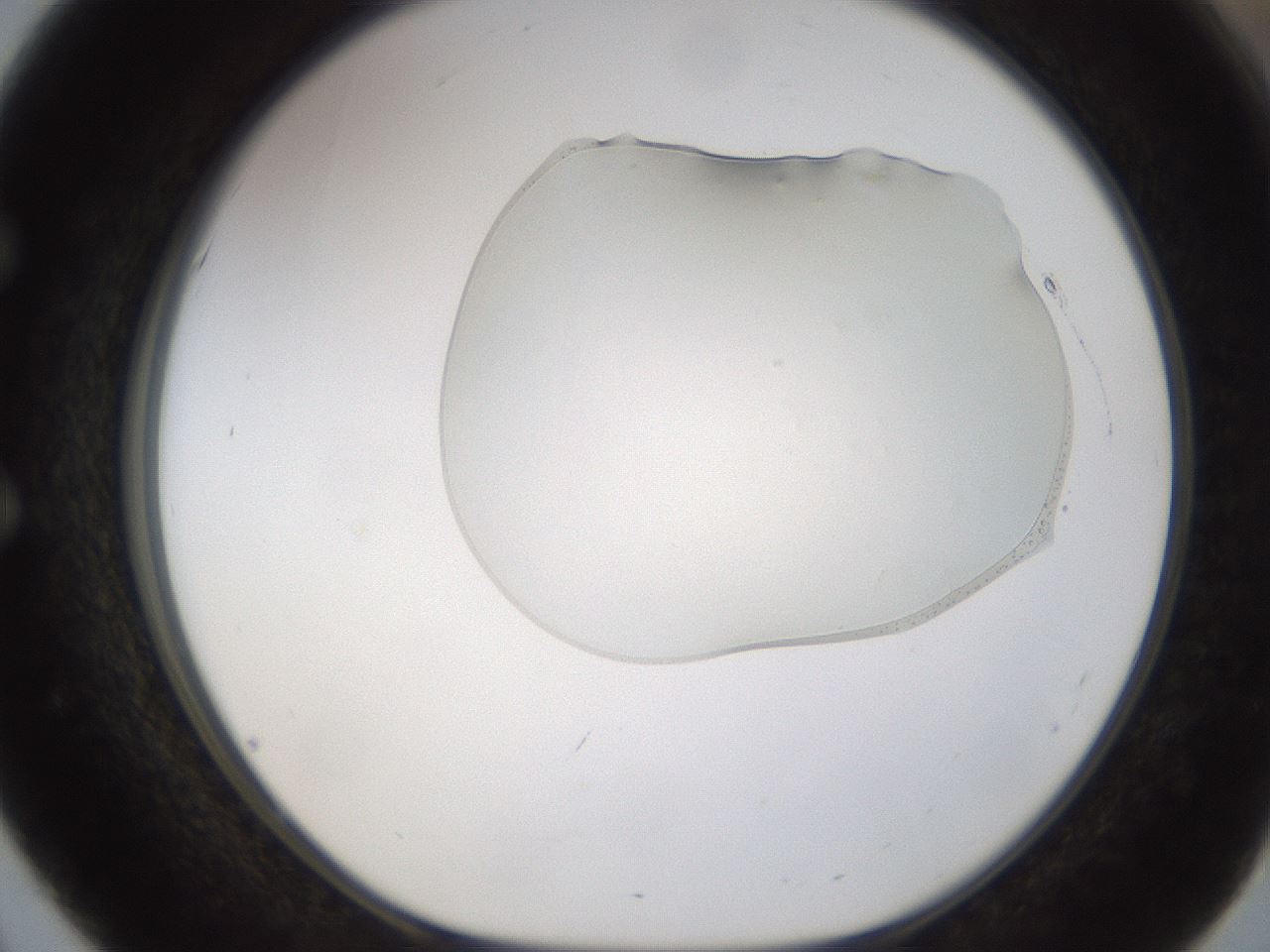 folderID367_plateID1367_batchID4732_wellNum51_profileID1_d1_r83060_ef.jpg