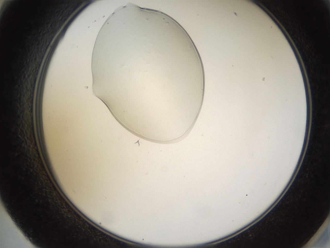 folderID367_plateID1367_batchID4732_wellNum59_profileID1_d2_r83077_ef.jpg