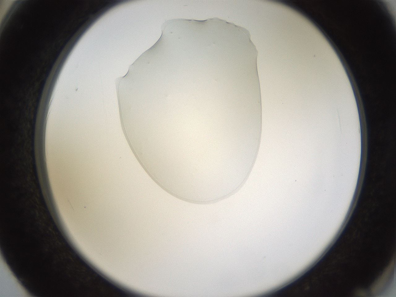 folderID367_plateID1367_batchID4732_wellNum62_profileID1_d2_r83083_ef.jpg
