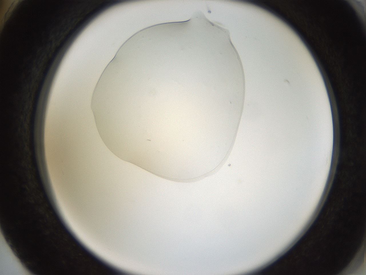 folderID367_plateID1367_batchID4732_wellNum74_profileID1_d2_r83107_ef.jpg