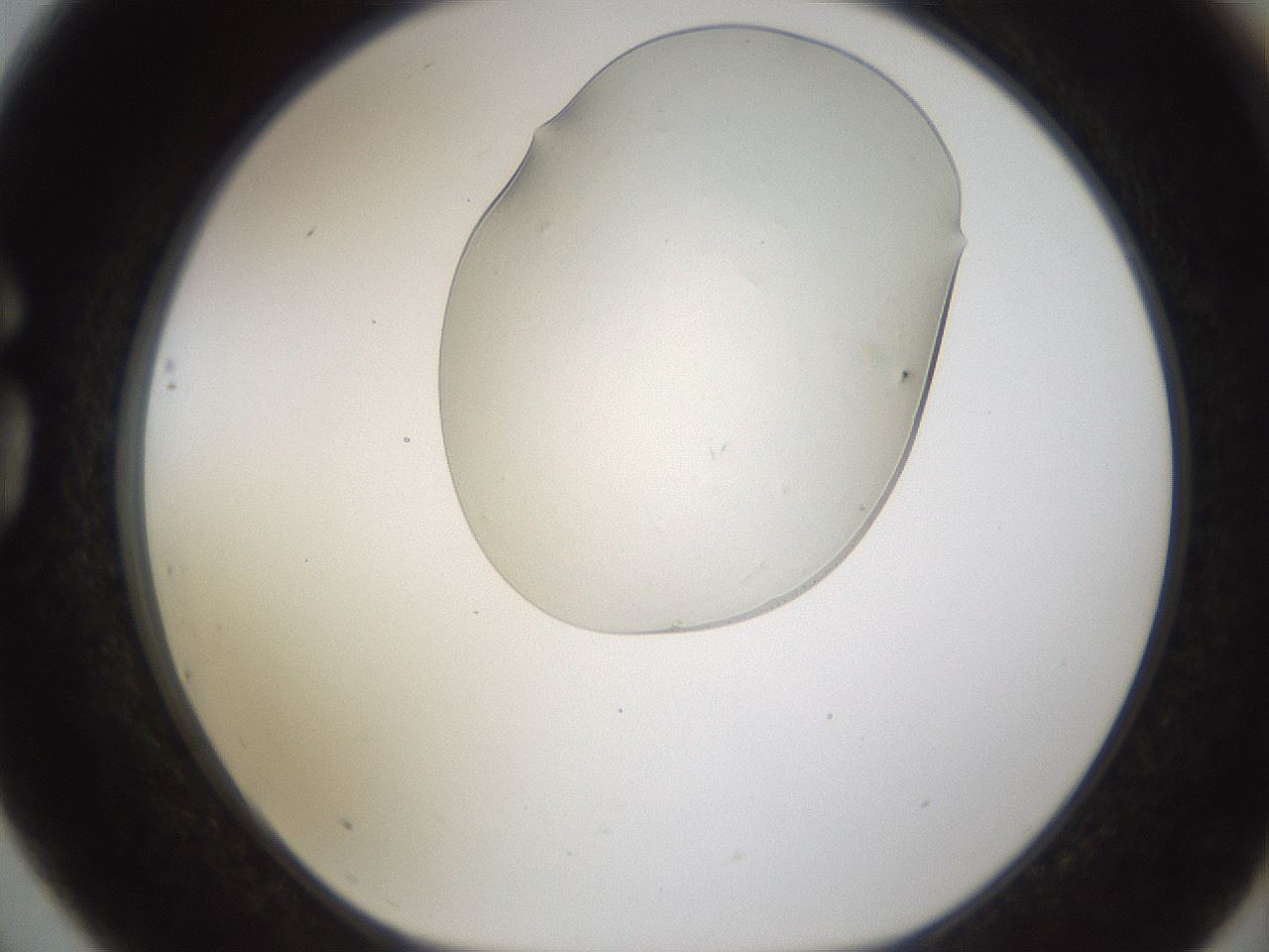 folderID367_plateID1367_batchID4732_wellNum75_profileID1_d1_r83108_ef.jpg