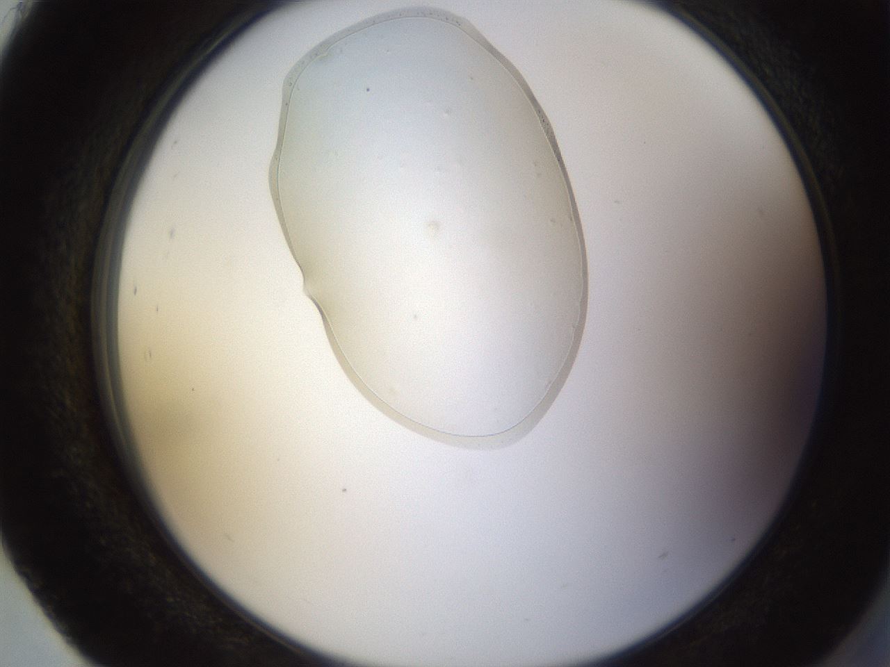 folderID367_plateID1367_batchID4732_wellNum93_profileID1_d2_r83145_ef.jpg