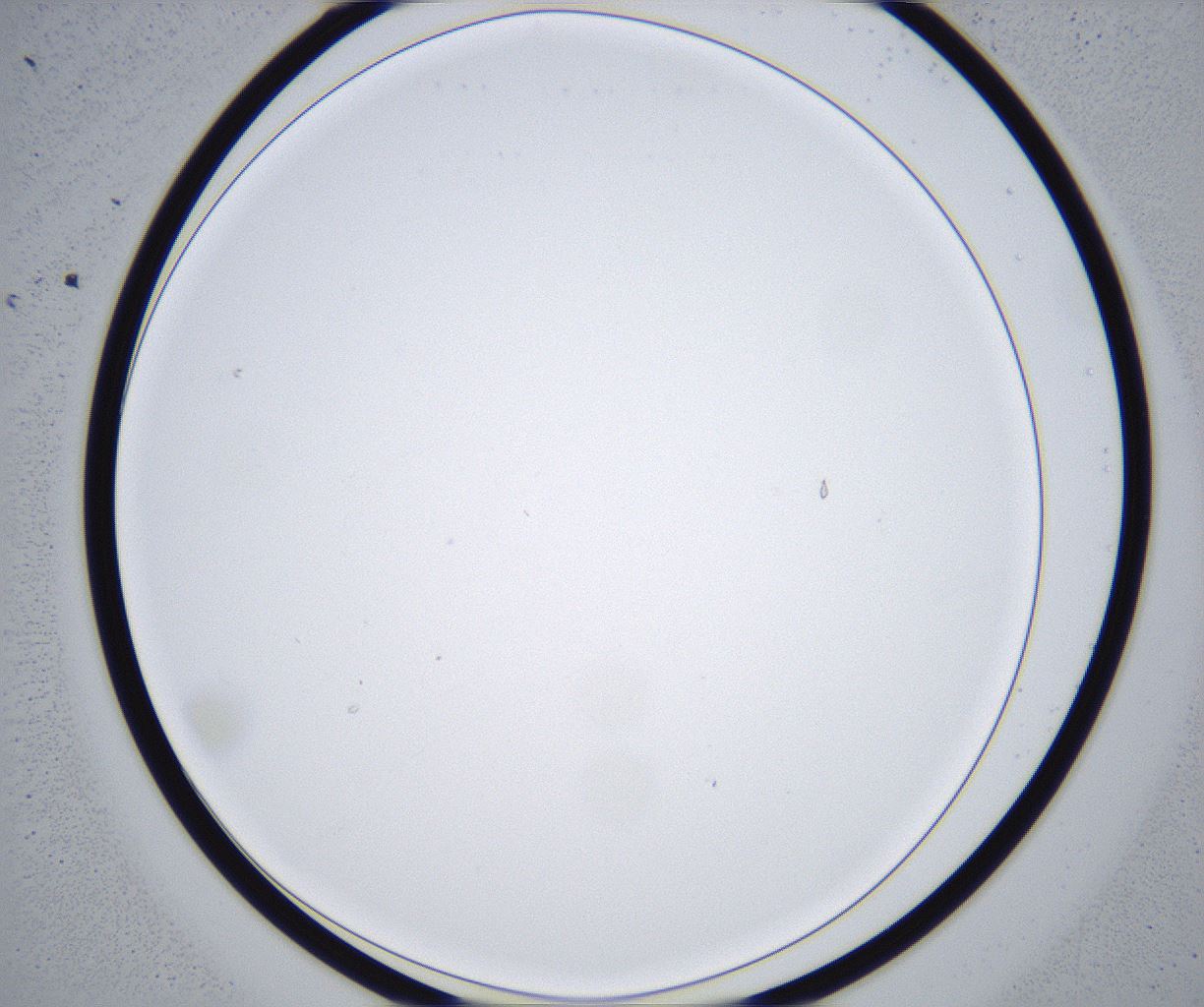 folderID368_plateID2368_batchID11112_wellNum88_profileID1_d1_r170257_ef.jpg