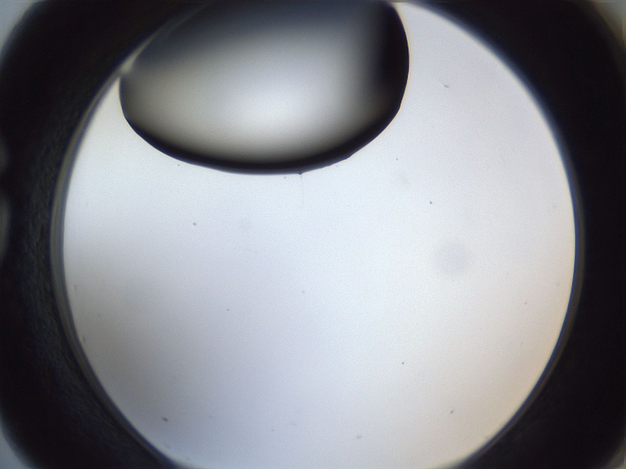 folderID369_plateID1369_batchID4733_wellNum75_profileID1_d1_r83322_ef.jpg